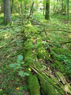 Puszcza Białowieska - przewrócone drzewo